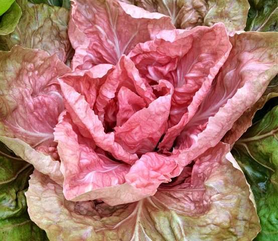 Planting the Flavors of Italy: Seeds for the Curious Cook and Gardener