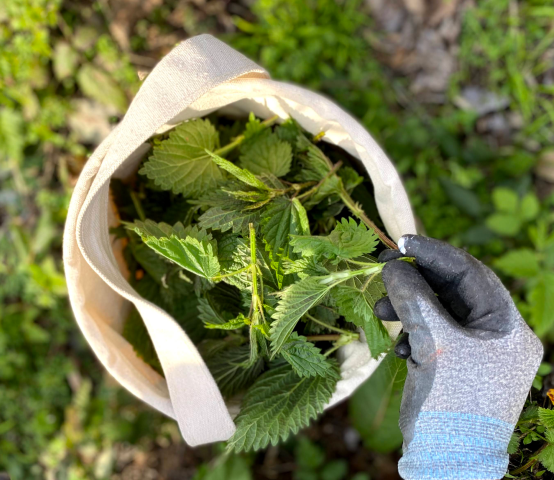 Stinging Nettles