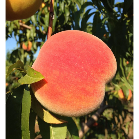 Baird Peaches