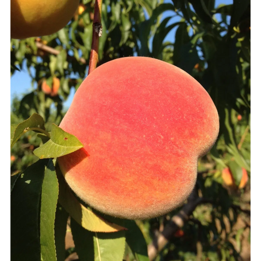 Baird Peaches Pre-order