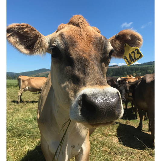 Trent Farms Ground Beef