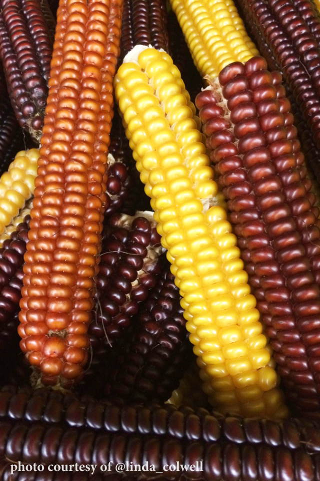 Ayers Creek Farm, Anthony & Carol Boutard Wellspent Market