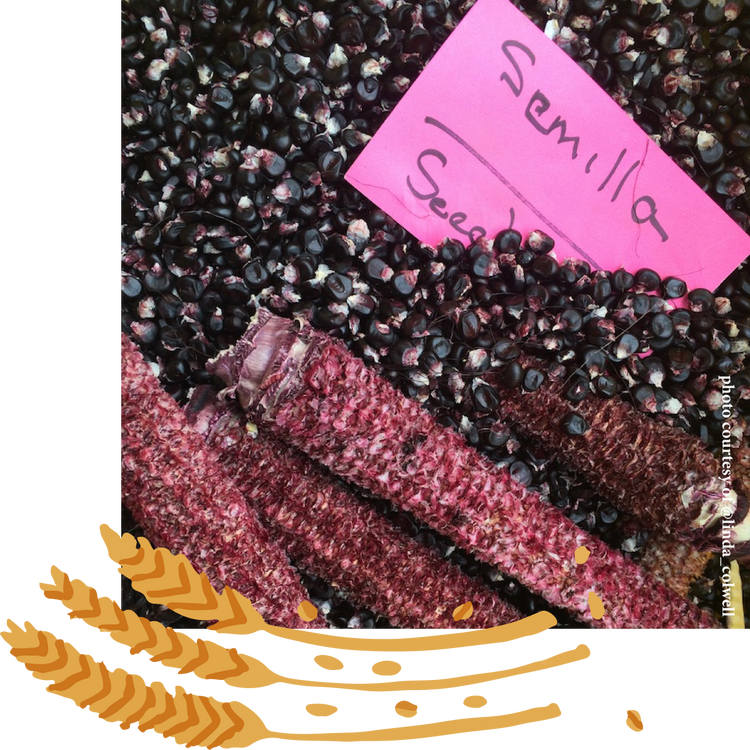 Ayers Creek Farm, Anthony & Carol Boutard Wellspent Market