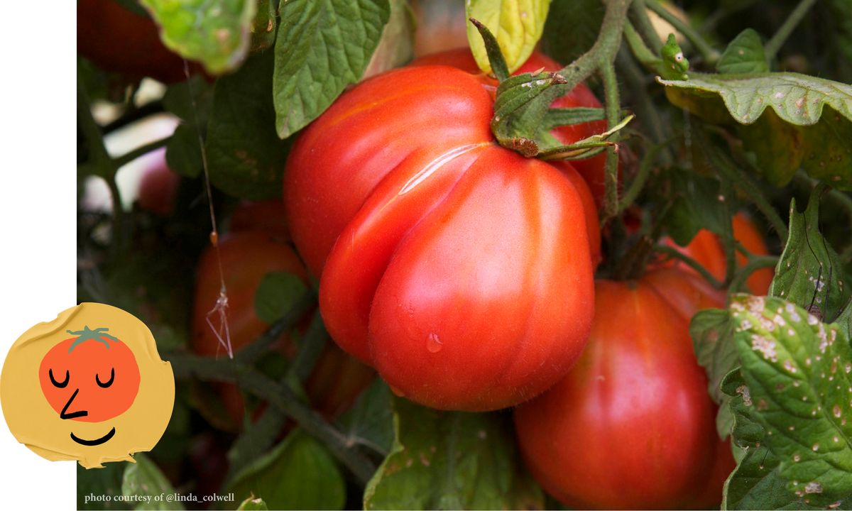 Ayers Creek Farm, Anthony & Carol Boutard Wellspent Market